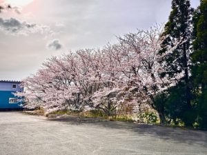 2023.3.27 初音の桜